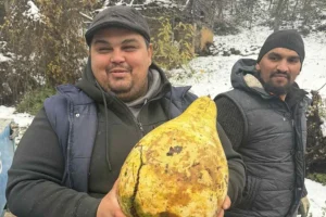 ДУШАН НАИШАО НА ЏИНОВСКИ ПЛОД: Личи на крушку, тежи 3 клигорама, нико нема храбости да то проба (ФОТО)