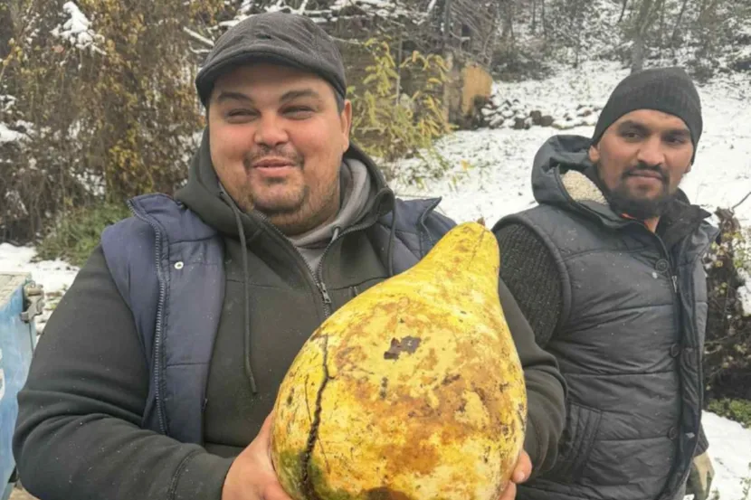 DUŠAN NAIŠAO NA DŽINOVSKI PLOD: Liči na krušku, teži 3 kligorama, niko nema hrabosti da to proba (FOTO)