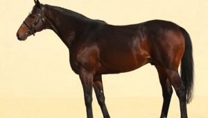 ČEŠKA POLICIJA: Konj Kadirova nije ukraden