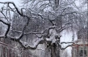 OTKAZANO 500 LETOVA I STALI VOZOVI: Snijeg izazvao kolaps u Holandiji