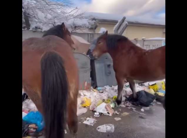 ПРИЗОР ИЗ САРАЈЕВА СВЕ ЗБУНИО: Коњи на улици се хране отпадом из контејнера (ВИДЕО)