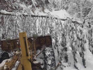 SNIJEG OBARAO STABLA: Otežano čišćenje puteva u Foči (FOTO)