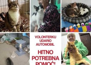 АПЕЛ ГРАЂАНИМА БАЊАЛУКЕ: Жену која сама брине о 14 мачака ударио аутомобил, животиње препуштене саме себи (ФОТО)
