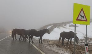 ВОЗАЧИ, ОБАВЕЗНО УСПОРИТЕ: Дивљи коњи на путу Ливно–Шујица