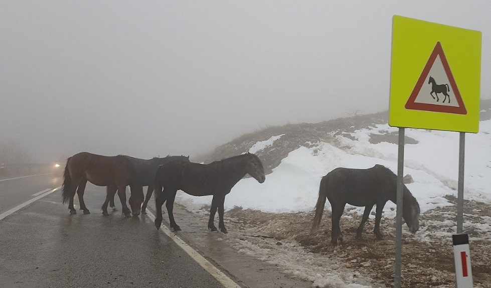 ВОЗАЧИ, ОБАВЕЗНО УСПОРИТЕ: Дивљи коњи на путу Ливно–Шујица