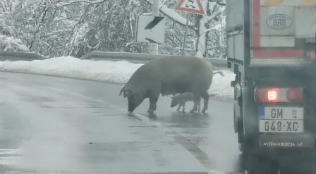НЕСВАКИДАШЊИ ПРИЗОР ИЗ МАЧВЕ: Свиња прошетала са прасетом по путу (ФОТО)