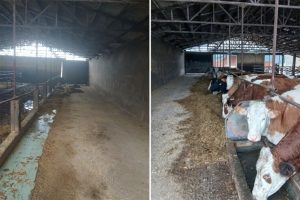 ŠTALE OSTALE PRAZNE: Farma iz Gradiške ugasila proizvodnju mlijeka, krave prodali u Federaciju