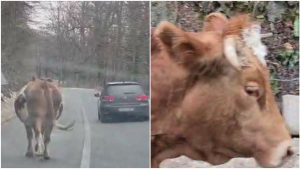 КРАВА СЛОБОДНО ШЕТА ПУТЕМ: Необичне сцене код Игришта у Власеници (ВИДЕО)