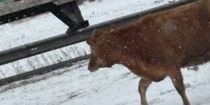 КРАВЕ НАПРАВИЛЕ ПОМЕТЊУ: Побјегле из приколице, па трчале по путу (ВИДЕО)