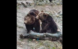 МЕДВЈЕДИЦА ДУЊА ИЗАШЛА ИЗ БРЛОГА: Према народном вјеровању, зими је дошао крај (ВИДЕО)