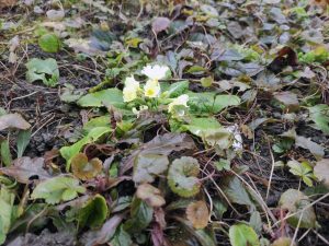 ПРОБУДИО СЕ ВЈЕСНИК ПРОЉЕЋА: Јагорчевина процвјетала у центру Бањалуке (ФОТО)