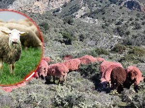 ТУРИСТИ НА КРИТУ ШОКИРАНИ: Појавиле се црвене овце (ВИДЕО)