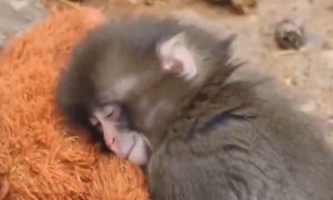 SNIMAK KOJI JE RAZNIJEŽIO SVIJET: Ovo mladunče majmuna topi i najtvrđa srca (VIDEO)