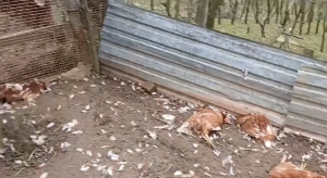 „ОНЕ СУ МУ БИЛЕ ЈЕДИНИ ИЗВОР ПРИХОДА“ Тешко обољелом Бањалучанину шакали поклали овце и кокошке (ВИДЕО)