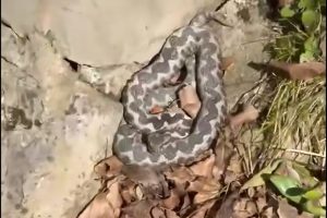 POSKOK SNIMLJEN U BANJALUCI: Profesor pojasnio šta treba raditi (VIDEO)