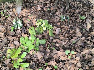 ЦВИЈЕЋЕ ПРОЦВЈЕТАЛО УРЕД ЗИМЕ: Поранило прољеће у Добоју (ФОТО)