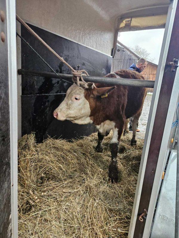 DIRLJIV GEST VINKE IZ VERIĆA: Farmer iz Bosanske Krupe ostao bez stoke u jednoj noći, a onda mu je stigla junica na poklon (FOTO)