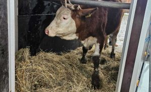 DIRLJIV GEST VINKE IZ VERIĆA: Farmer iz Bosanske Krupe ostao bez stoke u jednoj noći, a onda mu je stigla junica na poklon (FOTO)