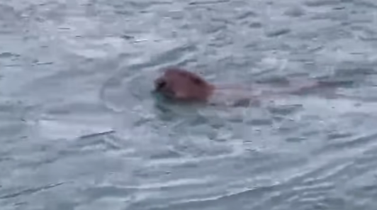 TO JE DOBAR ZNAK: Dabar snimljen u blizini centra Banjaluke (VIDEO)