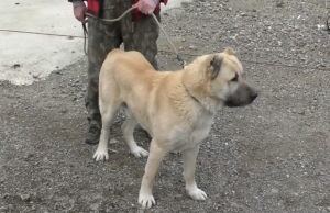 ДРАМА У КАКЊУ: Пaс кангал напао човјека и тешко га повриједио