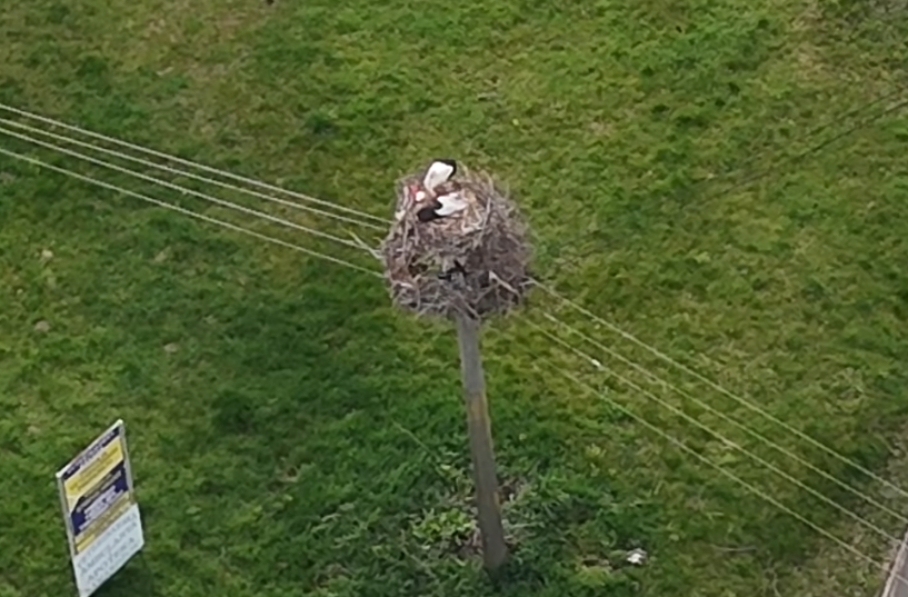 SIMBOL SREĆE, PLODNOSTI I DOBROG ŽIVOTA: Snimljeno gnijezdo roda u Gradišci (VIDEO)