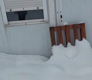 PSI OKOVANI SNIJEGOM, BEZ HRANE I VODE: Užasno stanje u azilu na Manjači (VIDEO)