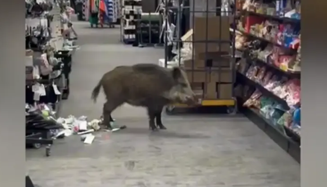 НЕЗВАН ГОСТ: Дивља свиња ушетала у тржни центар и насмијала све (ВИДЕО)