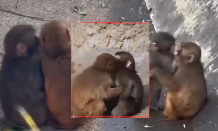 МАЈМУН ПАНЧ ЈЕ НАШАО ДЈЕВОЈКУ: Снимљен како се грли и љуби са мајмуницом – многи кажу да личи на плишану играчку коју је носио