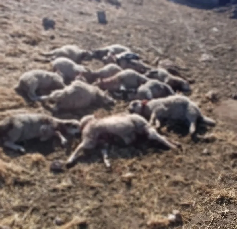 ПОКЛАЛИ ВИШЕ ОД 20 ГРЛА: Чопор паса напао стадо оваца код Требиња