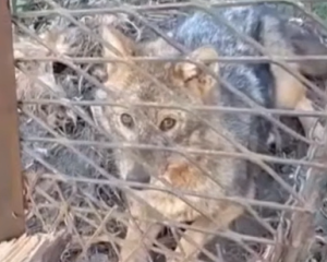 ŠAKALIDAJA U VRBLJANIMA: Pogledajte kakav je plijen došao lovcima na „kućni prag“ (VIDEO)