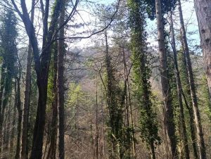 ДУГОРОЧНА ВРЕМЕНСКА ПРОГНОЗА: Стиже кишни талас у Српску, а ево када можемо очекивати разведравање