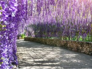 ATRAKCIJA U BILEĆI: Ukrasna stabla glicinije stara su 80 godina, svakog proljeća privlače pažnju
