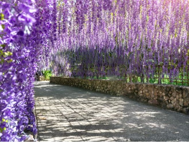 АТРАКЦИЈА У БИЛЕЋИ: Украсна стабла глициније стара су 80 година, сваког прољећа привлаче пажњу