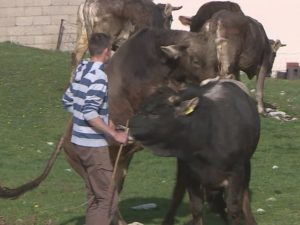 OSTAO NA SELU I NASTAVIO PORODIČNI BIZNIS: Mladi Novak (19) uzgaja rijetku rasu goveda