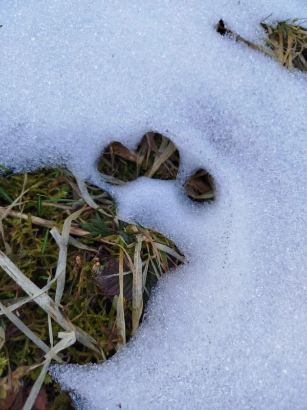 КРЕЋЕ СЕ БЛИЗУ КУЋА У ПОТРАЗИ ЗА ХРАНОМ: Медвједица сишла у Сарајево, стручњаци упозоравају на опасност (ФОТО)