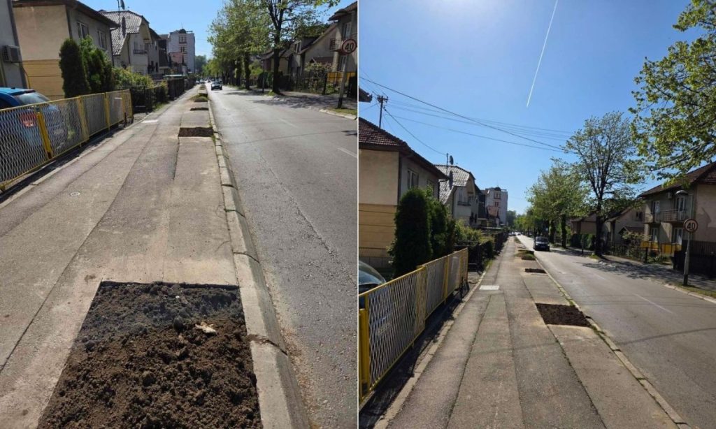 JOŠ JEDAN DRVORED U BANJALUCI UKLONJEN: Opet posječena stabla bez objašnjena (FOTO/VIDEO)