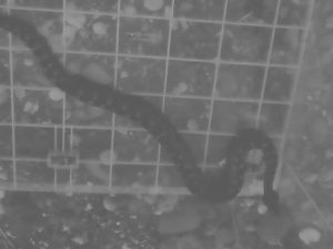 POJAVILE SE ZMIJE OTROVNICE KOD ŠKOLE U LOPARAMA: Uzbuna među roditeljima, nadležni na terenu (FOTO)