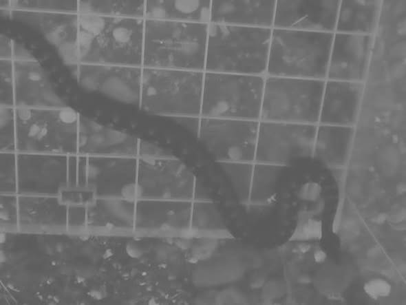 ПОЈАВИЛЕ СЕ ЗМИЈЕ ОТРОВНИЦЕ КОД ШКОЛЕ У ЛОПАРАМА: Узбуна међу родитељима, надлежни на терену (ФОТО)