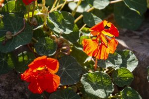 SAMO JE UBERITE I STAVITE U TANJIR: Za ovu ukrasnu biljku mnogi ne znaju da je jestiva i zdrava