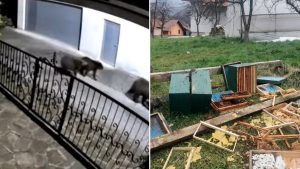 MEDVJEDI HARAJU KOD TRAVNIKA: Šetaju se cestom kraj kuća, razvaljuju pčelinjake (FOTO)