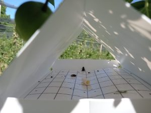 ŠLJIVE MASOVNO PROPADAJU: Opasna štetočina hara Posavinom