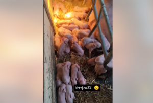 NESVAKIDAŠNJI SLUČAJ: Krmača oprasila čak 33 praseta (VIDEO)