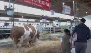 СВИ ЖЕЛЕ ДА ВИДЕ ЈАБЛАНА: Најтежи бик Србије постао вирална сензација (ФОТО)
