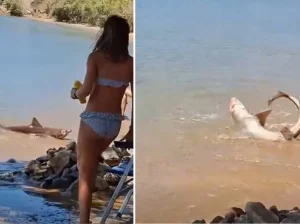 ШОК НА ГРЧКОМ ОСТРВУ: Ајкула се праћакала у плићаку (ВИДЕО)