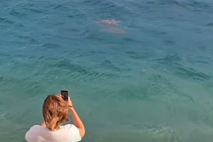 НЕСВАКИДАШЊИ ПРИЗОР: Морске корњаче допливале до обале у Неуму и одушевиле пливаче (ВИДЕО)