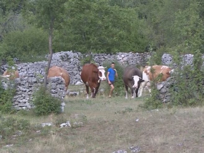 STIGLA POMOĆ PORODICI IZ BILEĆE: Brčići ponovo imaju punu štalu zahvaljujući dobrim ljudima