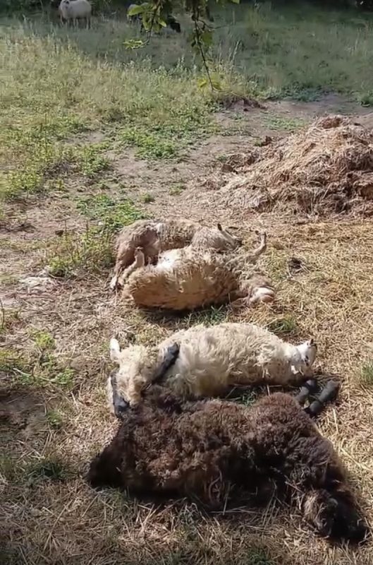 PSI LUTALICE ZAKLALI OVCE: Užasni prizori u selu kod Doboja (FOTO)