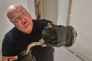 ZMIJOLOVAC IZVUKAO POSKOKA IZ ZIDA KUĆE: Njegov savjet vam može spasiti život (VIDEO)