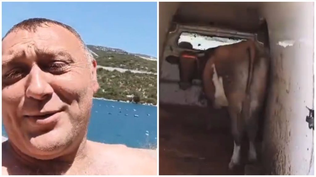 OVO SE RIJETKO VIĐA NA MORU: Stočar poveo i kravu na ljetovanje u Neum (VIDEO)