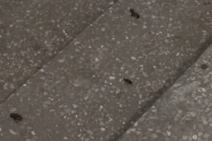 INVAZIJA BUBAŠVABA U ZENICI: Građani ih pronalaze i u stanovima, strahuju za djecu